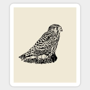 Kestrel Sticker